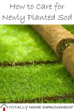 How to Care for Newly Planted Sod